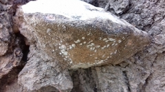 Fomes fomentarius