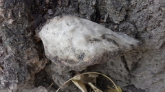 Fomes fomentarius