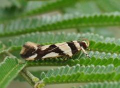 Macrobathra desmotoma