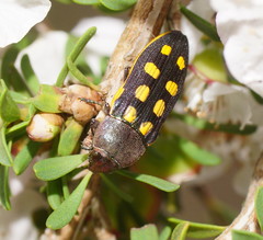 Castiarina xanthopilosa