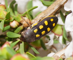 Castiarina xanthopilosa