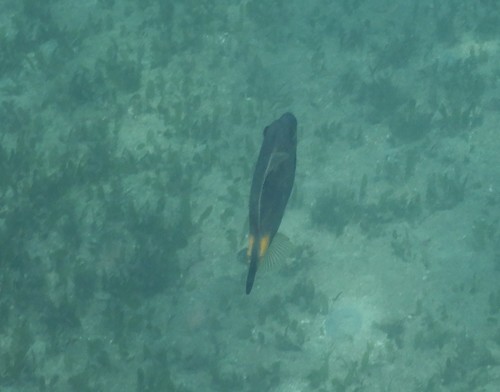 Meuschenia flavolineata