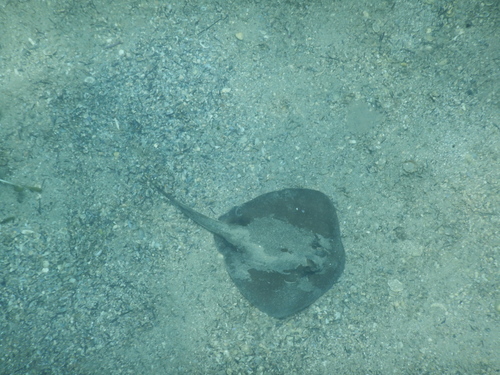 Urolophus kapalensis