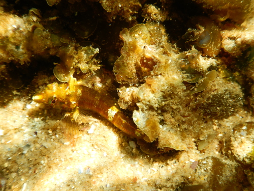 Enneapterygius atrogulare