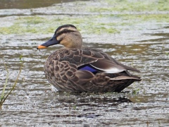 Anas zonorhyncha