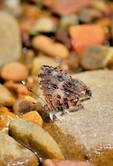 Catapaecilma major