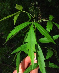 Searsia grandidens
