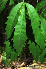 Searsia grandidens