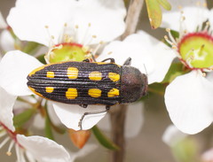 Castiarina xanthopilosa