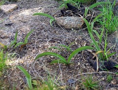 Eulophia clitellifera