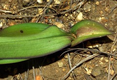 Eulophia clitellifera