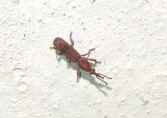 Trachelizus