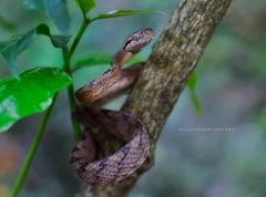 Boiga ceylonensis