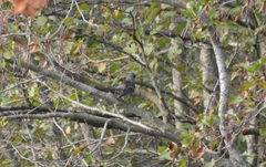 Turdus pilaris