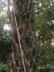 Psychotria serpens