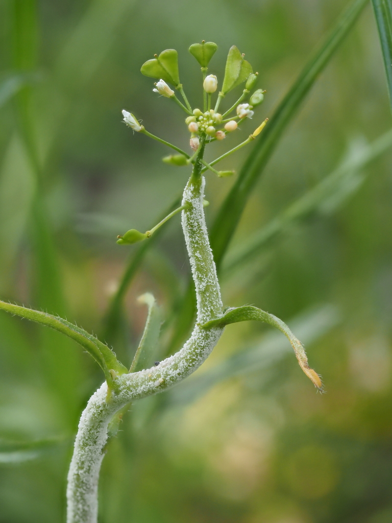 Hyaloperonospora parasitica