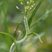 Hyaloperonospora parasitica - Photo (c) mike_steinmann, algunos derechos reservados (CC BY-NC)
