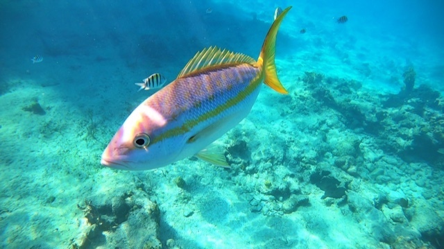 Cola (Ocyurus chrysurus) — Lutjanidae