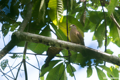 Phapitreron leucotis