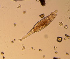 Bdelloidea