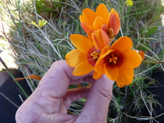 Ixia calendulacea