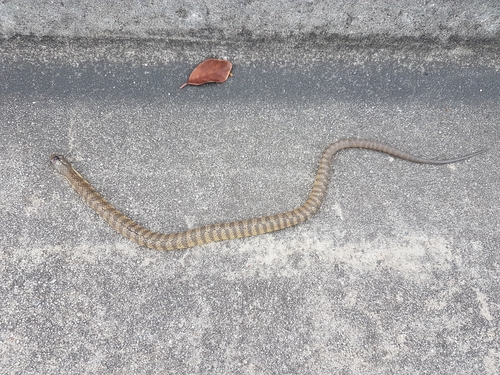 Tiger Snake sighting