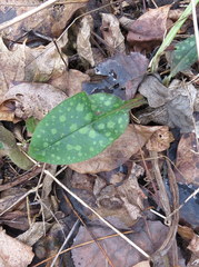Pulmonaria saccharata