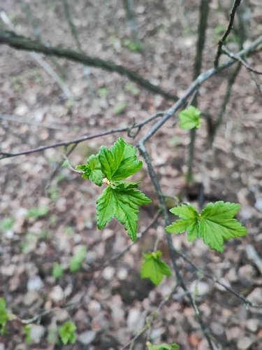 Ribes alpinum
