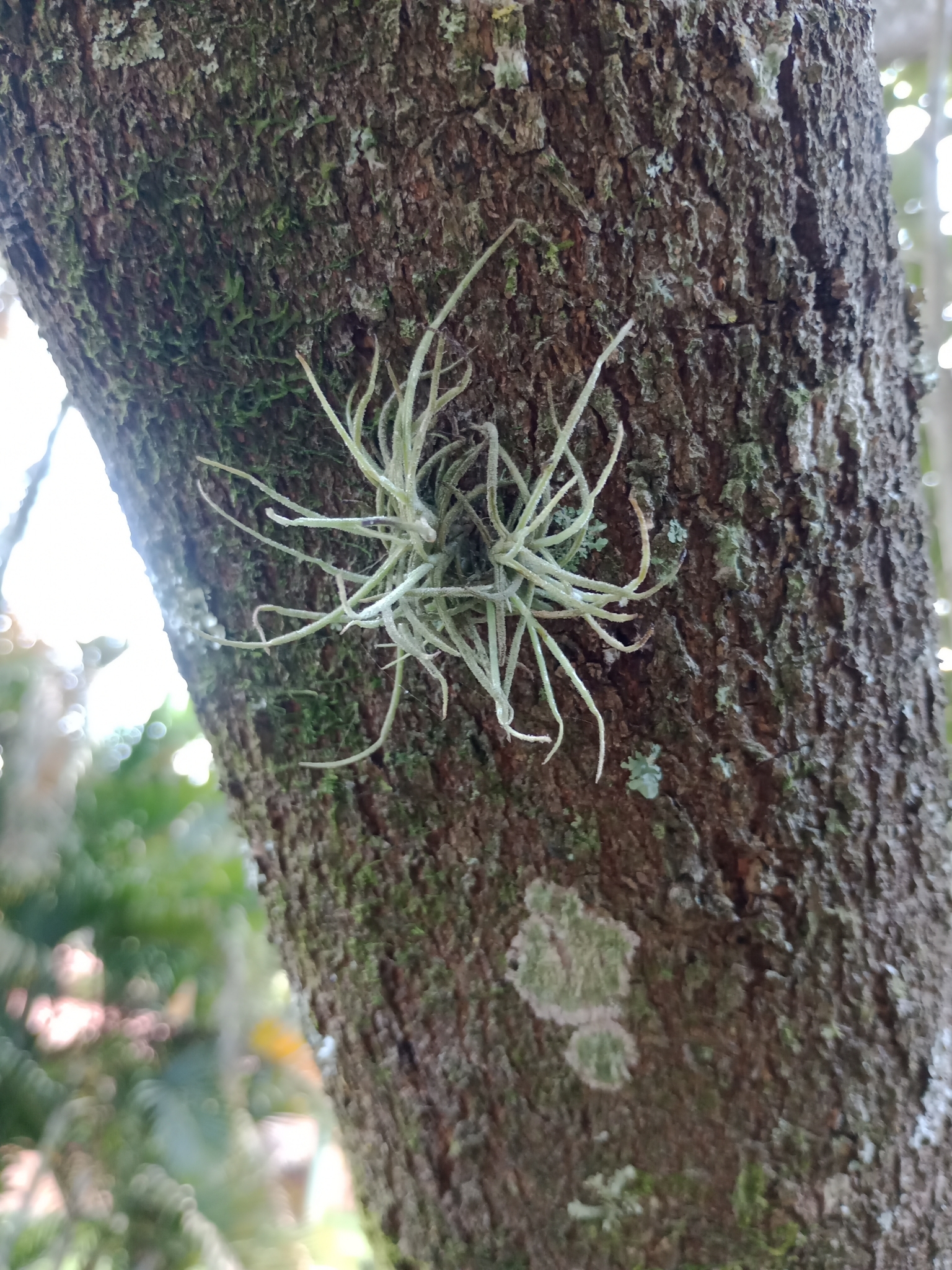 Tillandsia recurvata