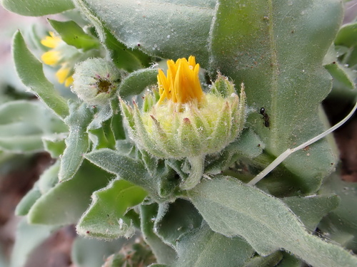 Calendula tripterocarpa (Calendula tripterocarpa)