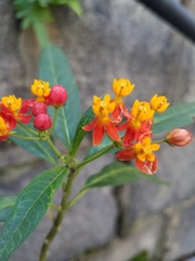 Asclepias curassavica
