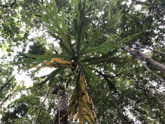 Athertonia diversifolia