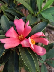 Camellia azalea