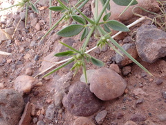 Fagonia longispina image