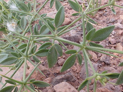 Fagonia longispina image