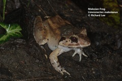 Limnonectes malesianus
