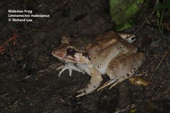 Limnonectes malesianus