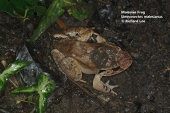 Limnonectes malesianus