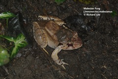 Limnonectes malesianus