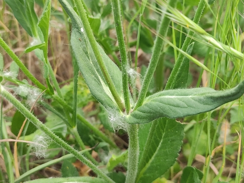 Knautia integrifolia (Knautia integrifolia)