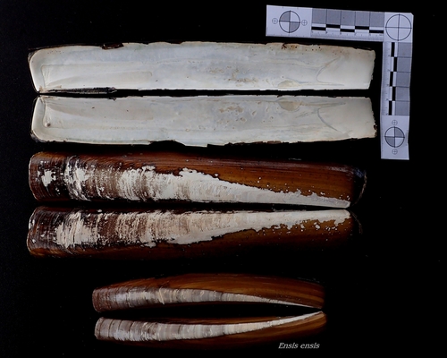 Representative image of Ensis siliqua