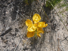 Ceratandra grandiflora