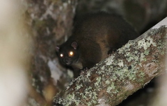 Hemibelideus lemuroides