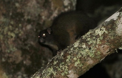 Hemibelideus lemuroides