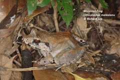 Limnonectes malesianus