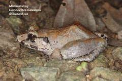 Limnonectes malesianus