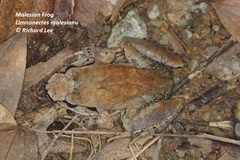 Limnonectes malesianus