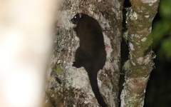 Hemibelideus lemuroides