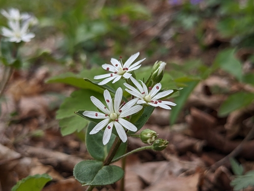 star chickweed