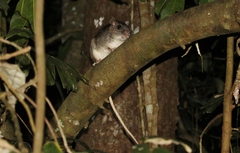 Uromys caudimaculatus